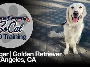 Golden Retriever - Dog Training | Jagger | Los Angeles, CA