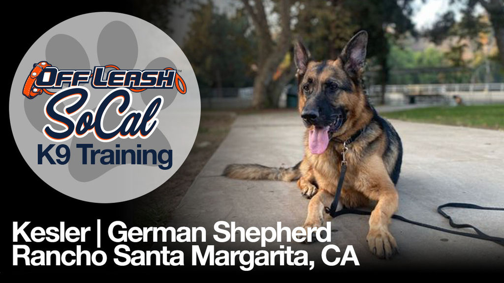 german shepherd boarding training