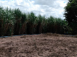 Irrigation