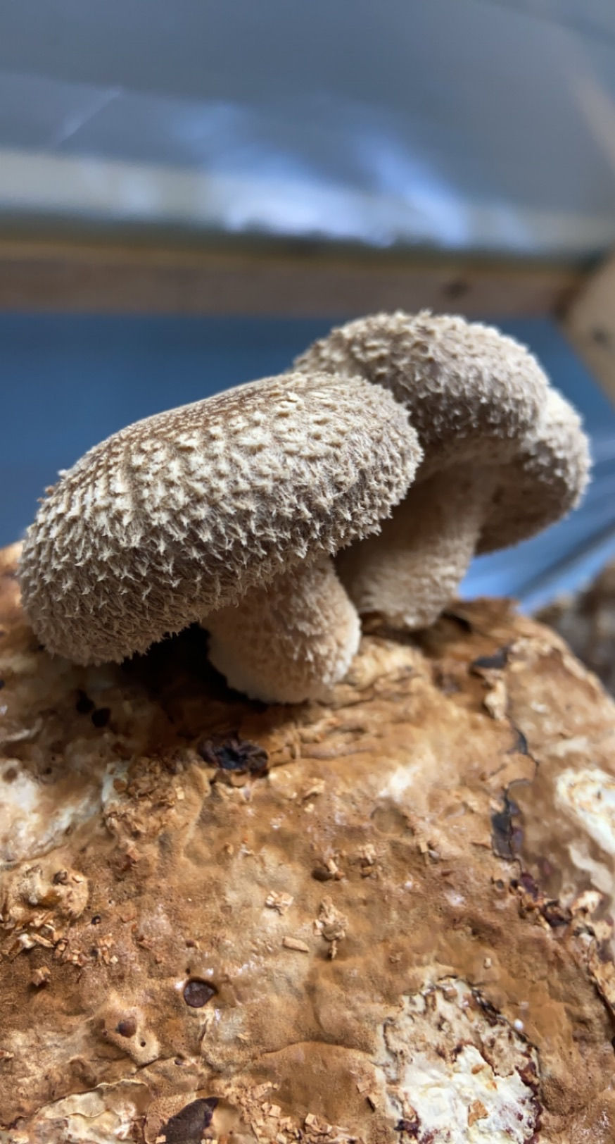 Shiitake