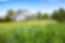 Noxious Weeds Field.jpeg