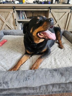 Roxy is up for Adoption!