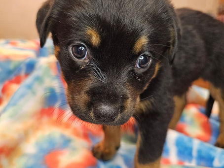 Puppies for Adoption!