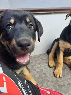 Puppy #1 & Puppy #2 Up for adoption!