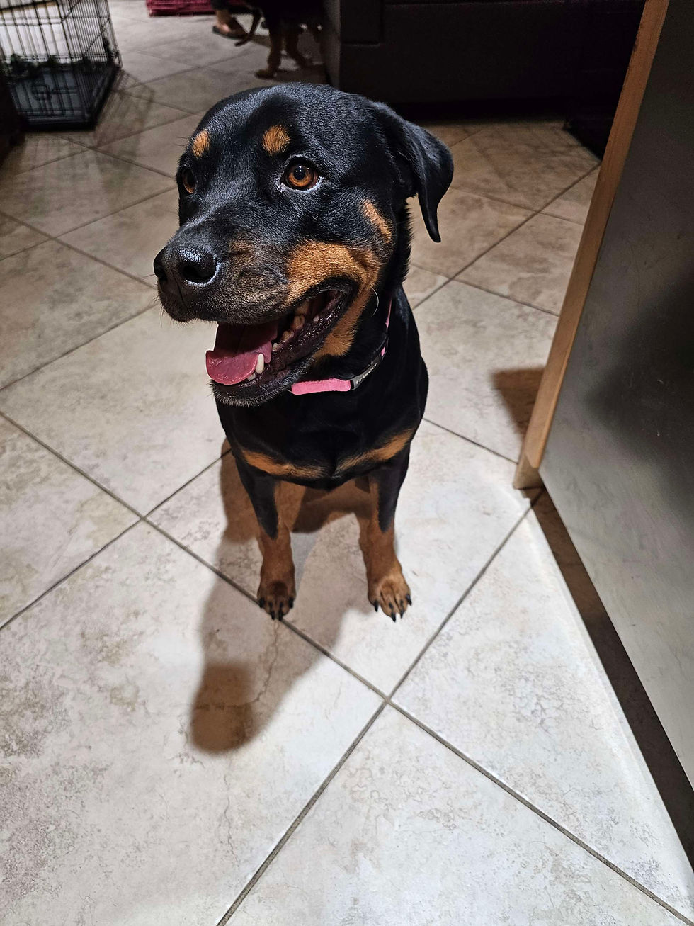 Princess is up for Adoption!