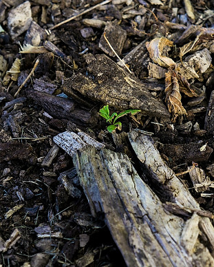 ground-481053_1920.jpg