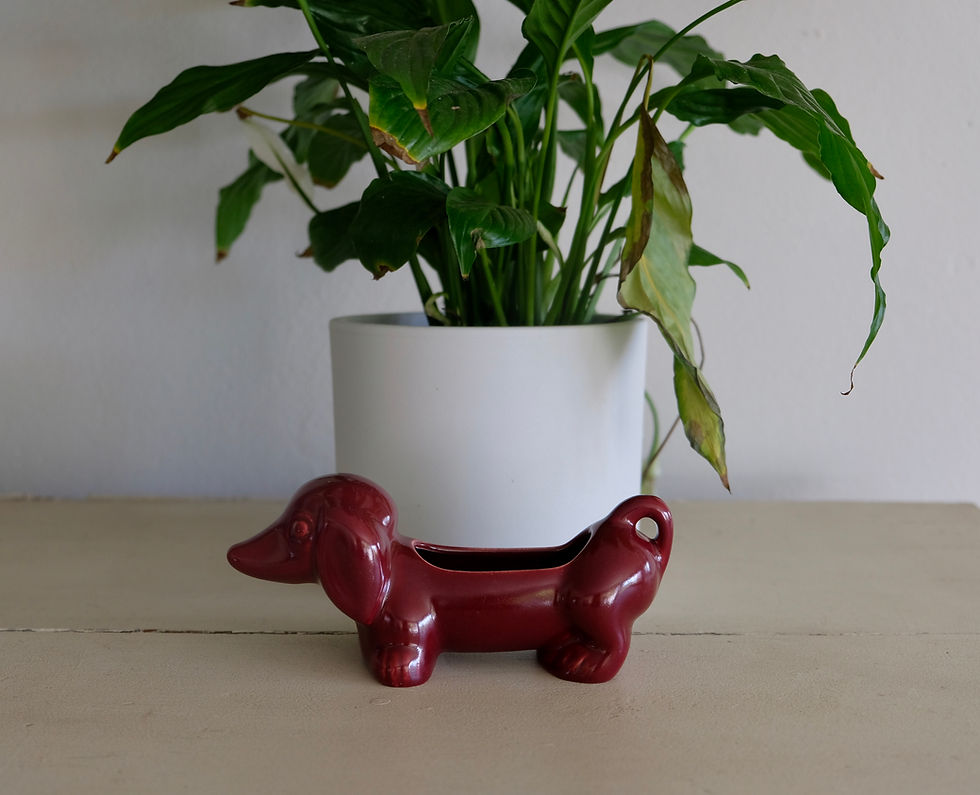 Thumbnail: Lucia Ware Sausage Dog
