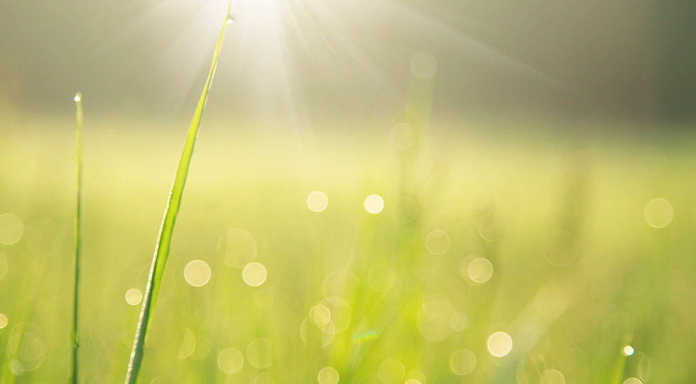 Grasspriet