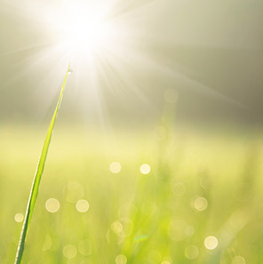 Sunlit Grass with Dew