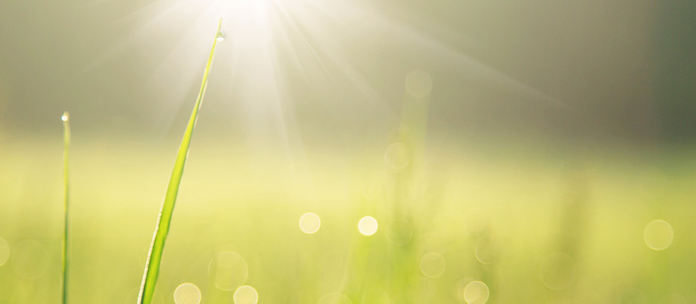 Blade of Grass