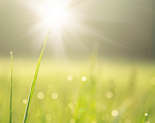 Sunlit Grass with Dew