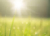 Blade of Grass