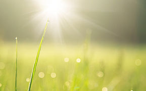 Sunlit Grass with Dew