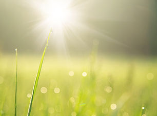 Blade of Grass