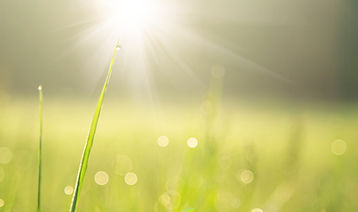 Sunlit Grass Blade