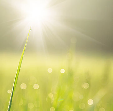 Herbe ensoleillée avec rosée