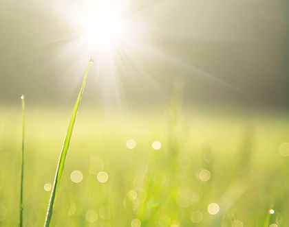 Blade of Grass