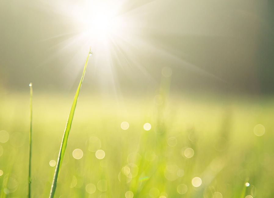 露と太陽に照らされた草