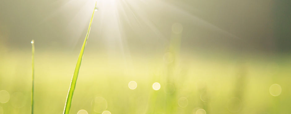 Blade of Grass