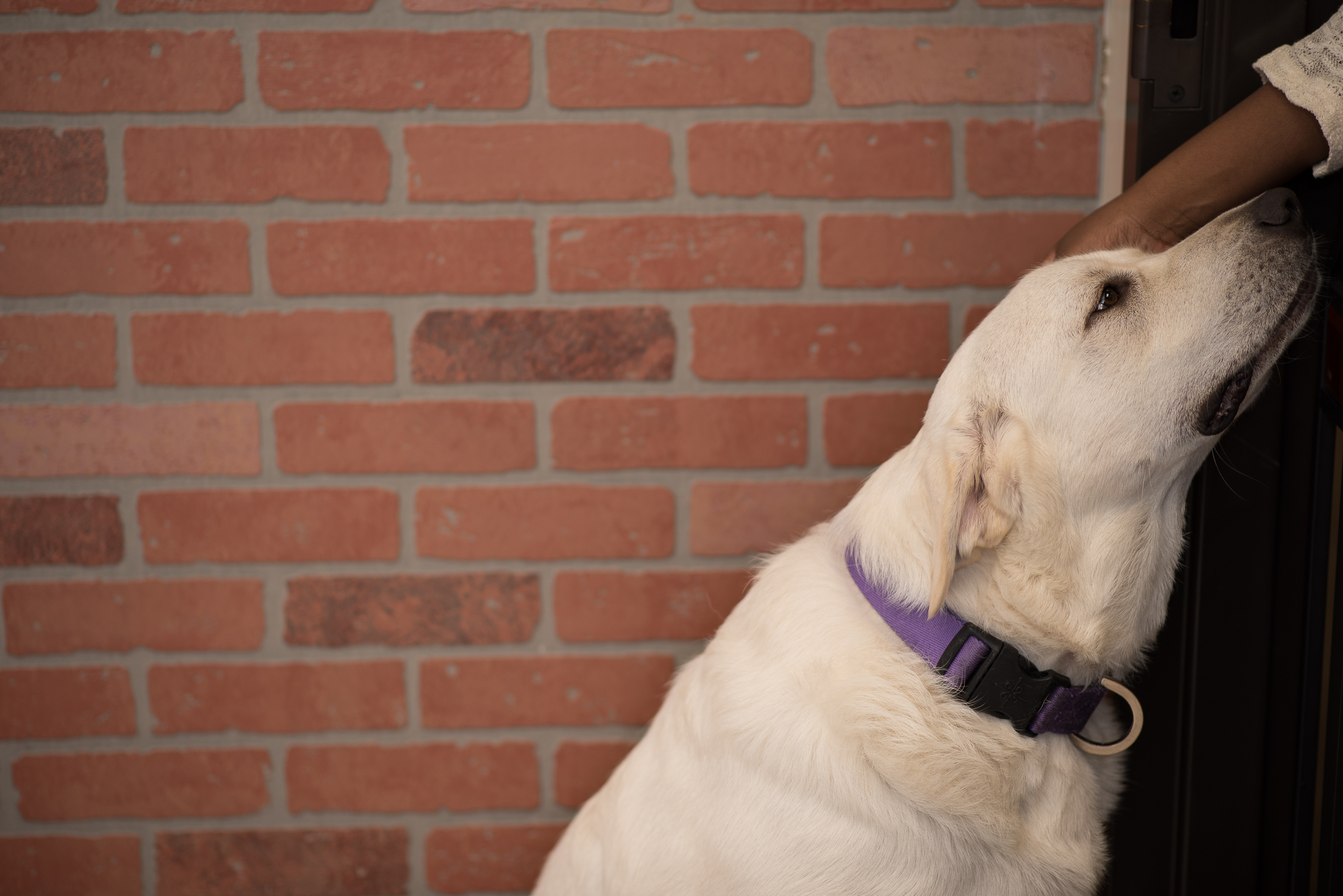 Home Fidos Home Pet Grooming Pet Boarding Katy, TX