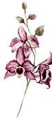 ピンクの花