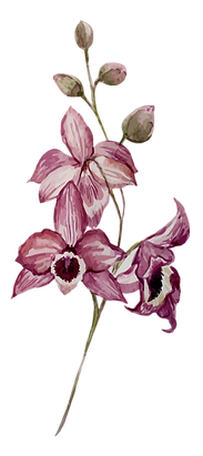 Pink Flowers