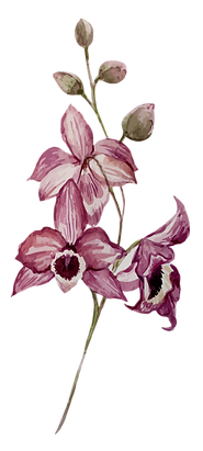 Pink Flowers