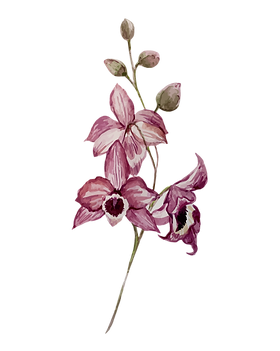 Pink Flowers