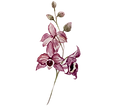 Pink Flowers
