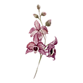 Pink Flowers