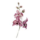 粉紅色的花朵