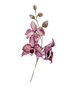 Pink Flowers