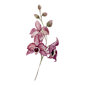 Pink Flowers