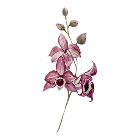 Fiori rosa
