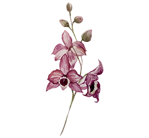 Pink Flowers