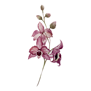 Pink Flowers