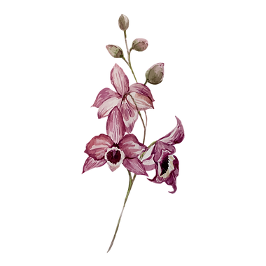 ピンクの花