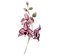 Pink Flowers