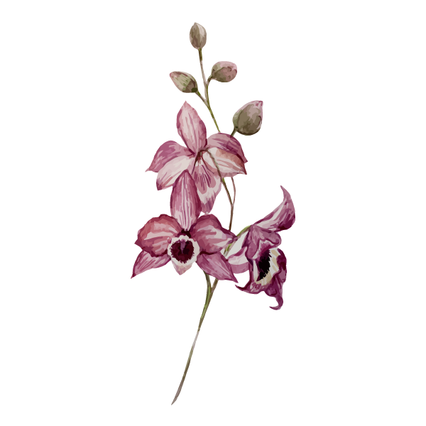 Pink Orchid Illustration