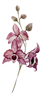 Pink Flowers