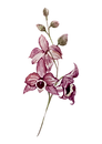 Pink Flowers