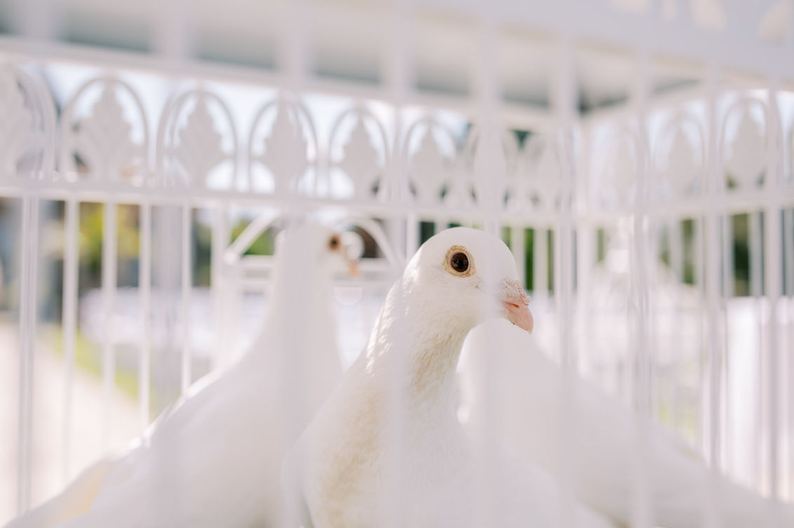 Carly-Frohlich-Photography-Toronto-Wedding-photographer-Edgewater-Manor-wedding-on-the-wat