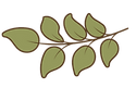 6) ícone folha e flor.png