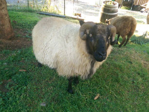Meet Our Sheep: Pocket