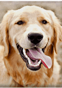 dog.png