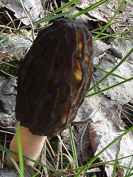 smorchok korichnevuy