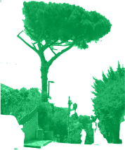 עץ ירוק