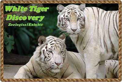 White Tiger 4.jpeg