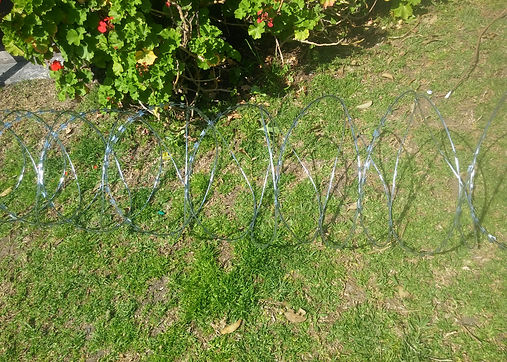 concertina cruzada o helicoidal (2).jpg