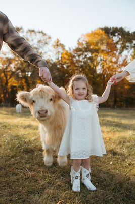 little girl holding hands with parents amongst a mini highland cow at sunset